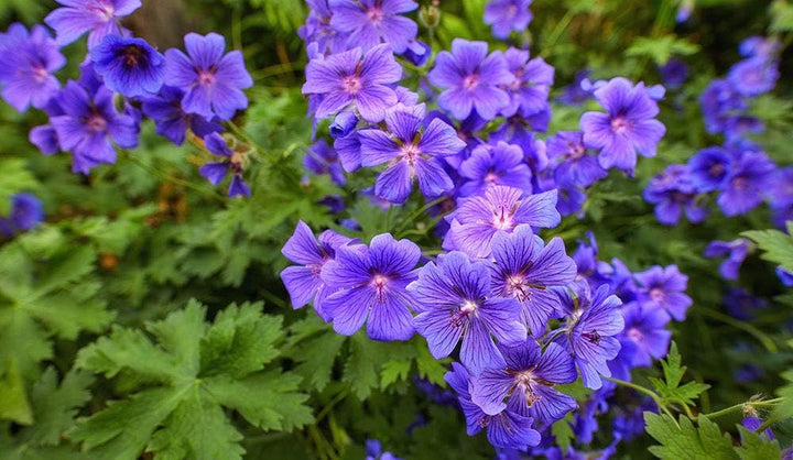 Heirloom Non-GMO Deep Blue Geranium Flower Seeds for Planting – Vibrant Hue for Garden Blooms