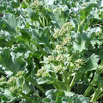 Green Sea Kale Vegetable Seeds for Planting heirloom & Non-GMO Seeds