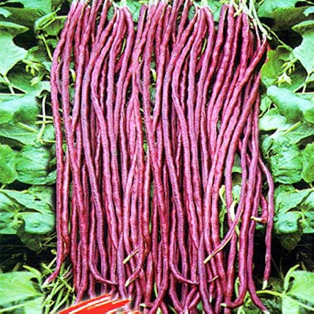 Long white/red pattern cowpea plant grown from seeds with unique two-tone pods and edible beans