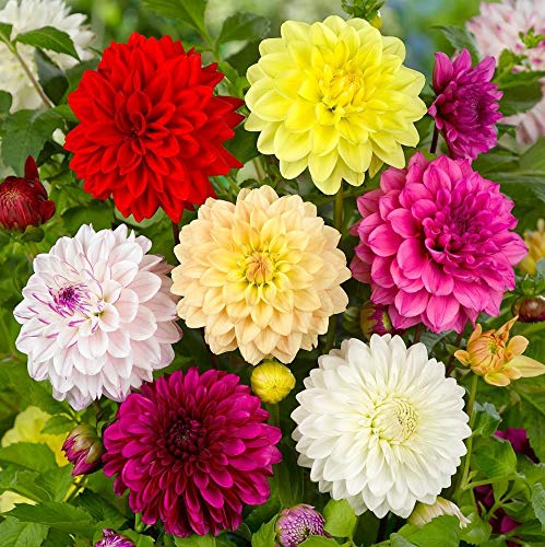 Royal Inferno Dahlia Mixture