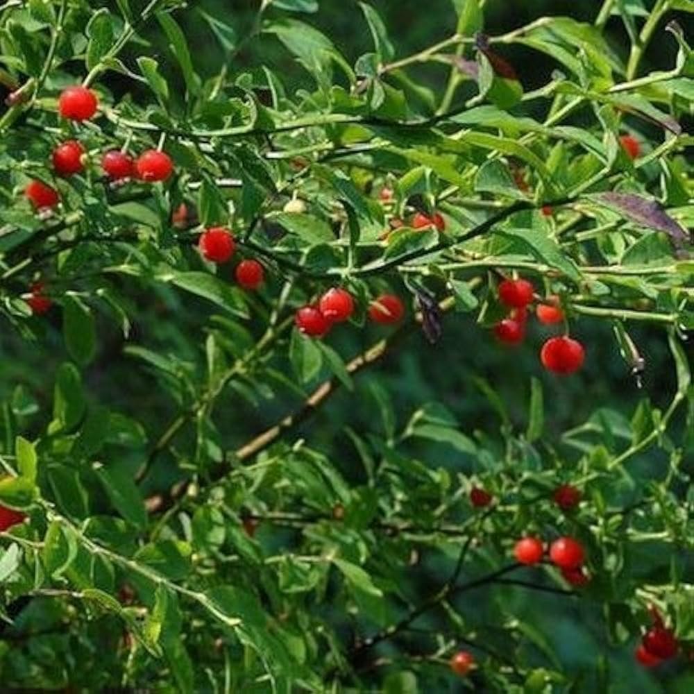 Red huckleberry bush Vaccinium parvifolium fruit seeds for planting in home garden or edible landscapes