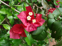 Bougainvillea (Bougainvillea scientific name) for planting in garden