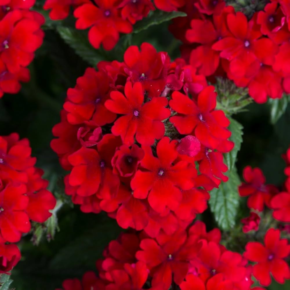 Verbena Red Annual Flower - for planting in home garden