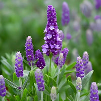 Lavender Evergreen Flower Seeds