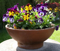 Natural Rose Picotee pansy seeds for delicate two-tone floral borders