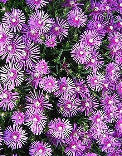 Lampranthus Maximiliana Flower Seeds – Heirloom Non-GMO Seeds for Drought-Tolerant and Vibrant Garden Planting - Maximiliana for planting in home garden
