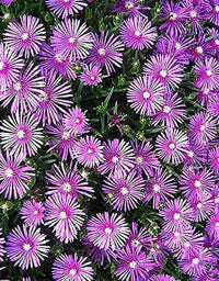 Lampranthus Maximiliana Flower Seeds – Heirloom Non-GMO Seeds for Drought-Tolerant and Vibrant Garden Planting - Maximiliana for planting in home garden