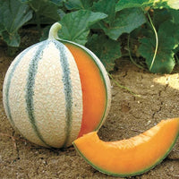 Charentais French melon seeds – fragrant heirloom cantaloupe