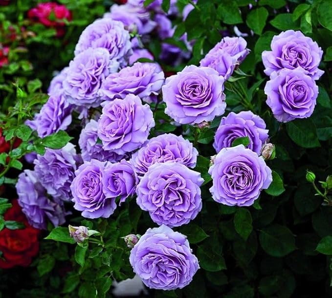 Violet Climbing Rose Heirloom Non-GMO Seeds for Planting
