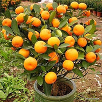 Orange Tree Citrus sinensis Bonsai Fruit Seeds for Planting in Indoor Pots