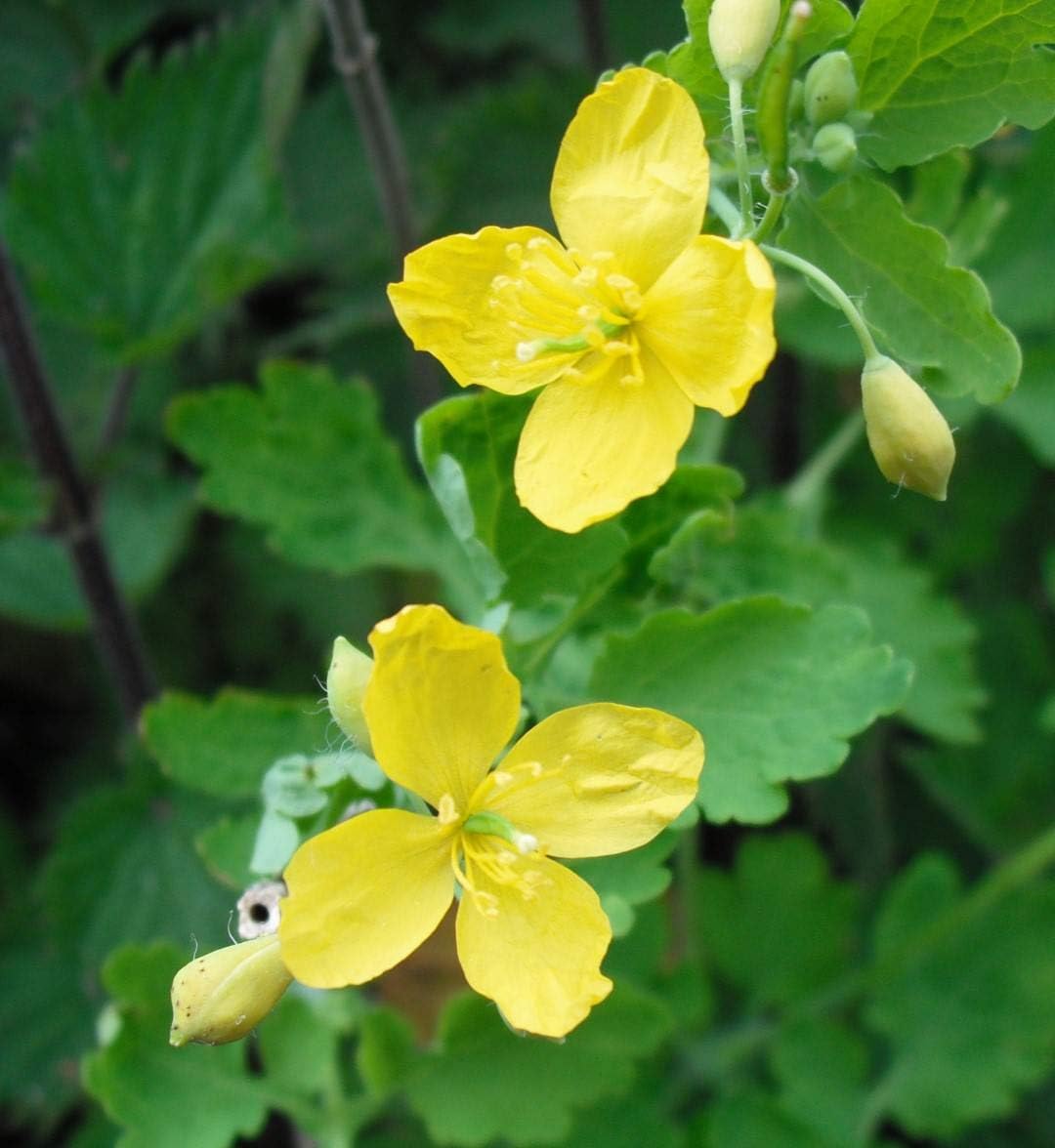 Heirloom Non-GMO Chelidonium Celandine Flower Seeds for Medicinal and Wildflower Garden Planting