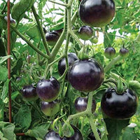Indigo Rose Black Tomato Heirloom Vegetable Seeds