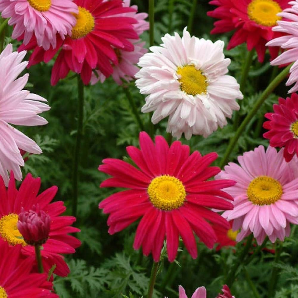 Chrysanthemum Mixed Perennial Flower Seeds