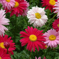 Chrysanthemum Mixed Perennial Flower Seeds