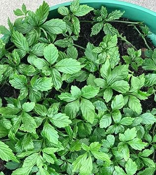 Organic Gynostemma Pentaphyllum Seeds for Planting – Heirloom, Non-GMO