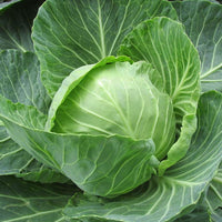 Churchill cabbage seeds – hybrid variety with large heads and disease resistance