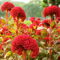 Celosia- Cockscomb Red