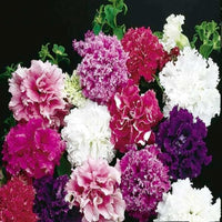 Double Petal Petunia Flower - for planting in home garden