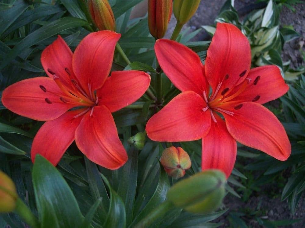 Lily seeds for planting – perennial flowering plant seeds with trumpet-shaped blooms, suitable for gardens, landscapes, and container gardening