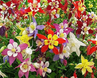 Aquilegia Mixed Perennial Flower Seeds