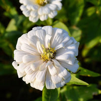 Zinnia ‘Double Salmon Profusion’ seeds – intense hybrid flowering annual