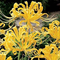 Lycoris Radiata Flower Seeds – Heirloom Non-GMO Spider Lily Seeds for Striking Garden Displays