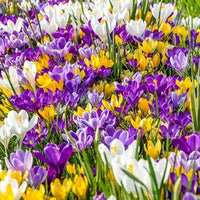 Giant Crocus for Naturalizing Seeds