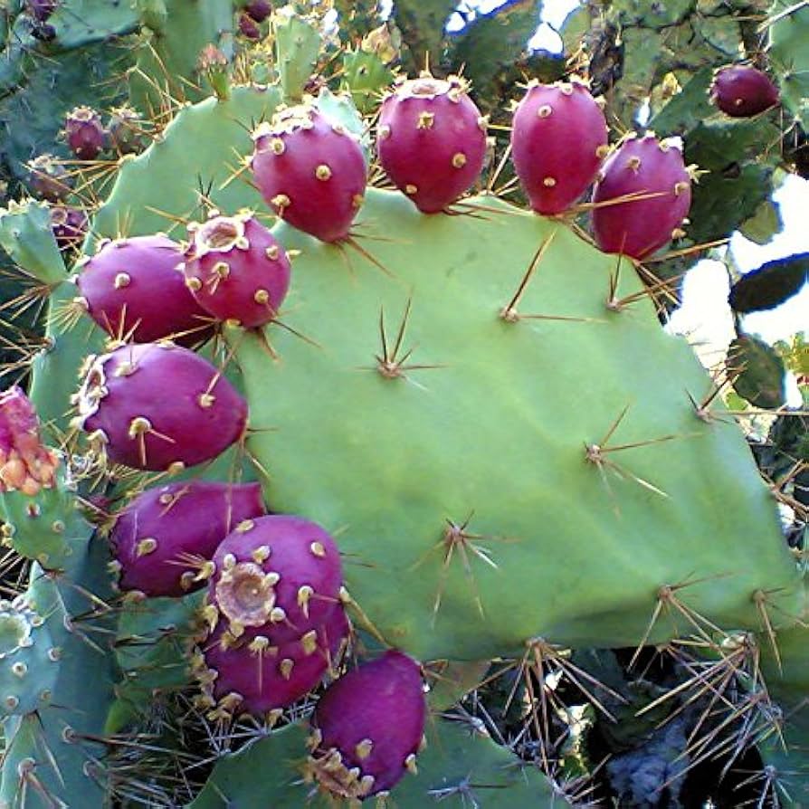 Prickly pear cactus Opuntia engelmannii pink seeds for planting in cold-hardy succulent gardens