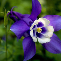 Dark (purple Columbine flower) for planting in garden