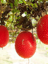 Gac Fruit Seed Variety for Exotic Fruit Lovers 100 pcs