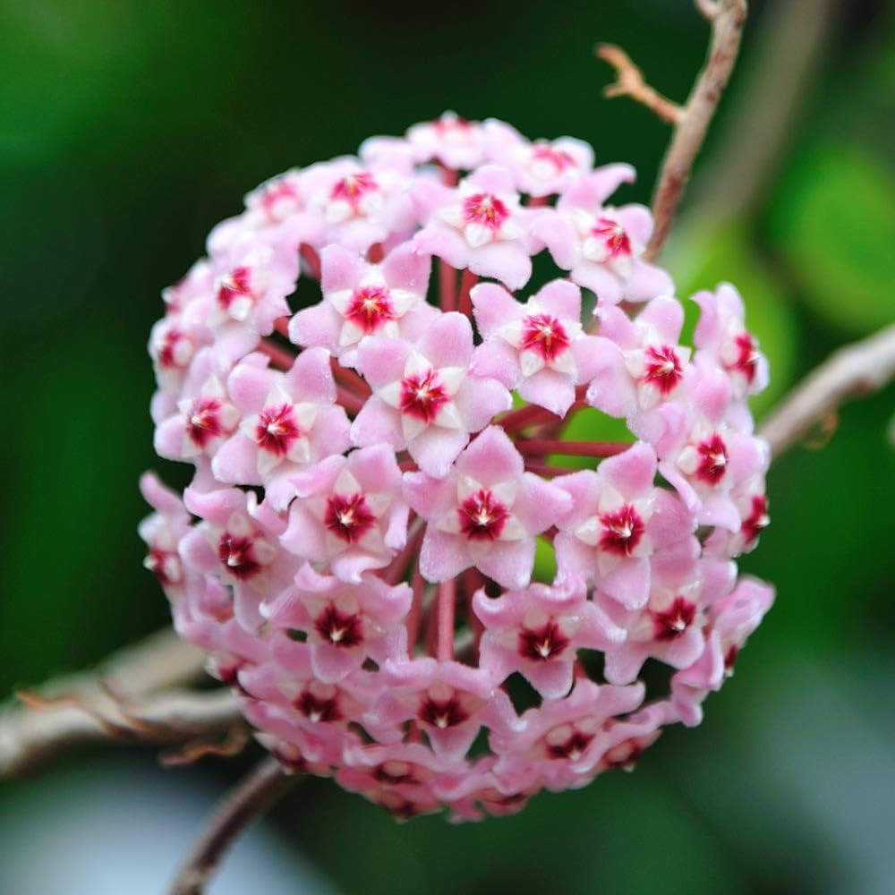 Dark Pink Hoya plant grown from seeds with star-shaped clusters of dark pink waxy flowers
