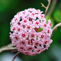 Dark Pink Hoya plant grown from seeds with star-shaped clusters of dark pink waxy flowers