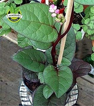 Malabar Spinach Basella alba seeds for vertical garden planting