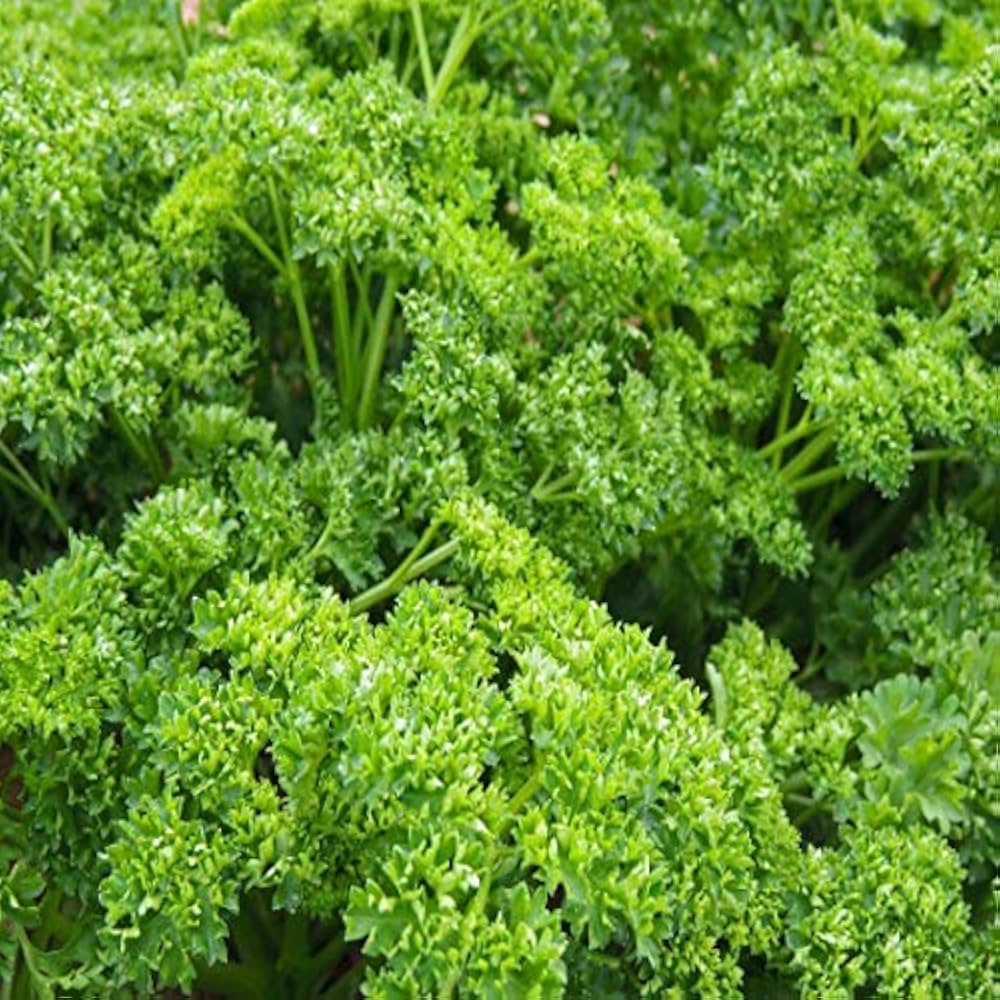 Parsley Forest Green  Vegetable Seeds