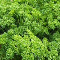 Parsley Forest Green  Vegetable Seeds