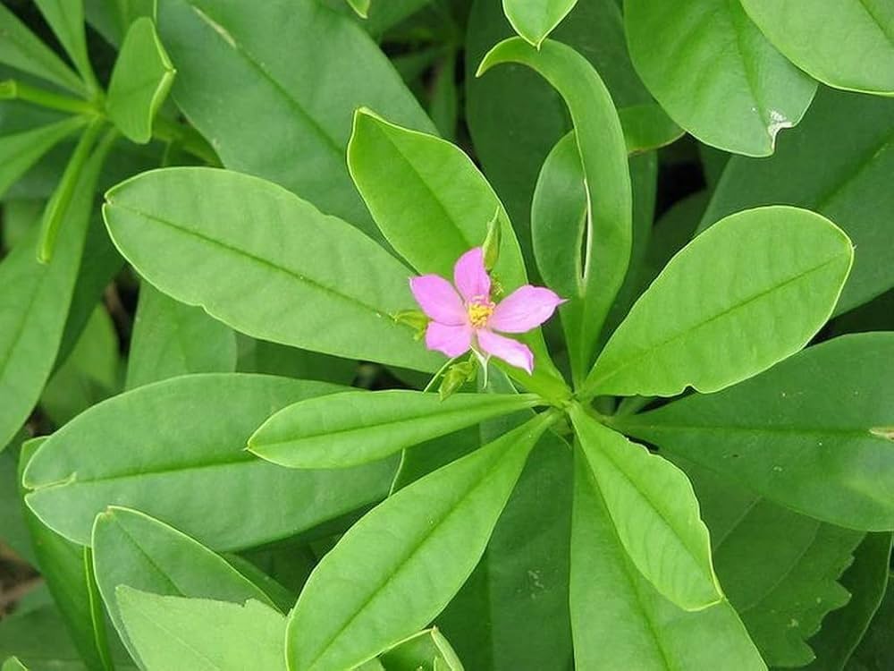 Talinum paniculatum seeds for planting – flowering plant seeds with pink to magenta blooms and ornamental seed pods, suitable for gardens, borders, and containers