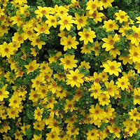 Bidens (flower Bidens ferulifolia annual) for planting in garden