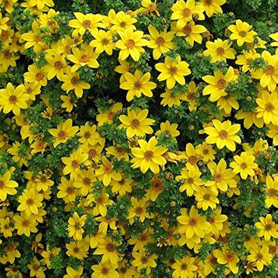 Bidens (flower Bidens ferulifolia annual) for planting in garden