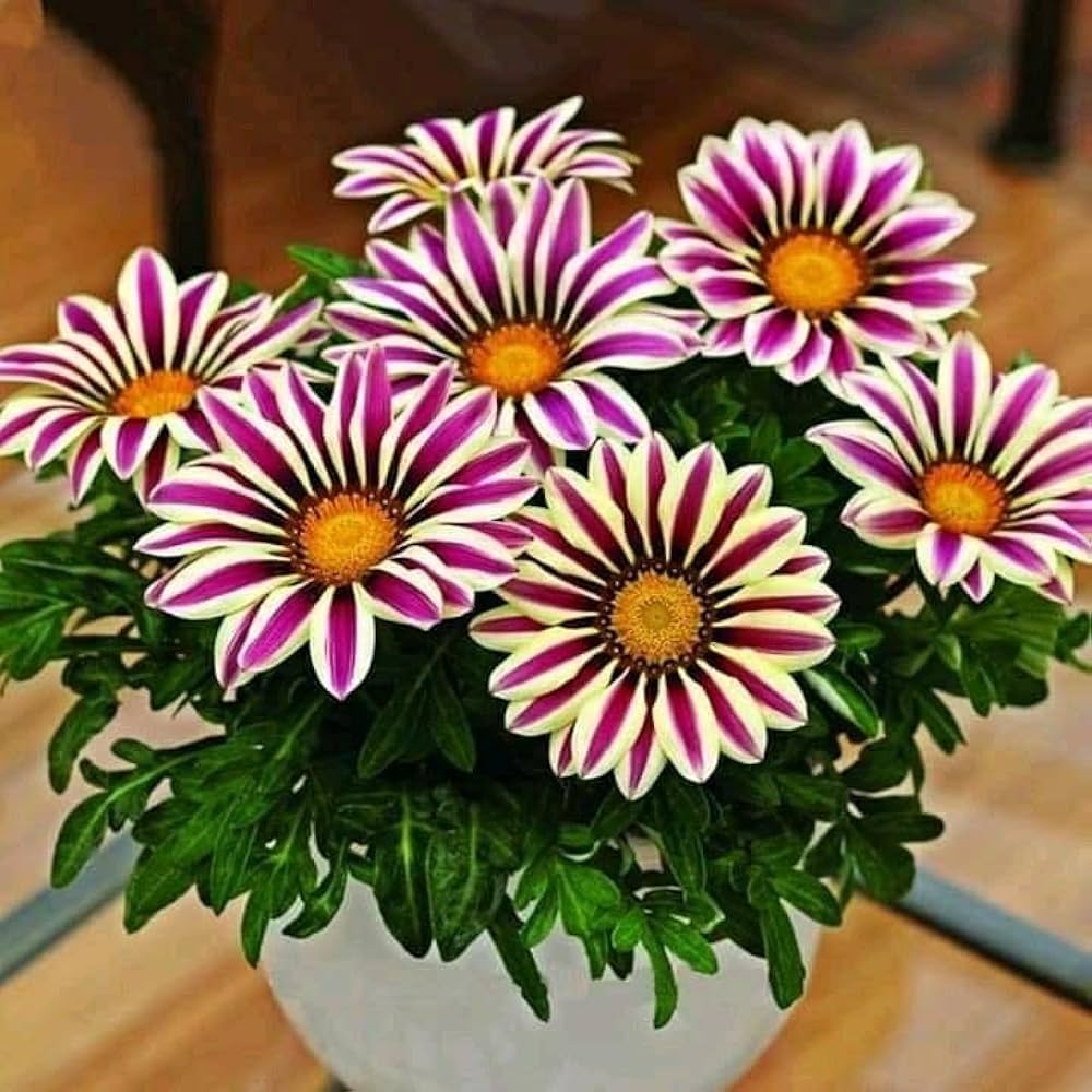Gazania Purple Perennial Flower Seeds