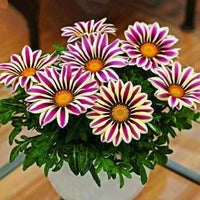 Gazania Purple Perennial Flower Seeds