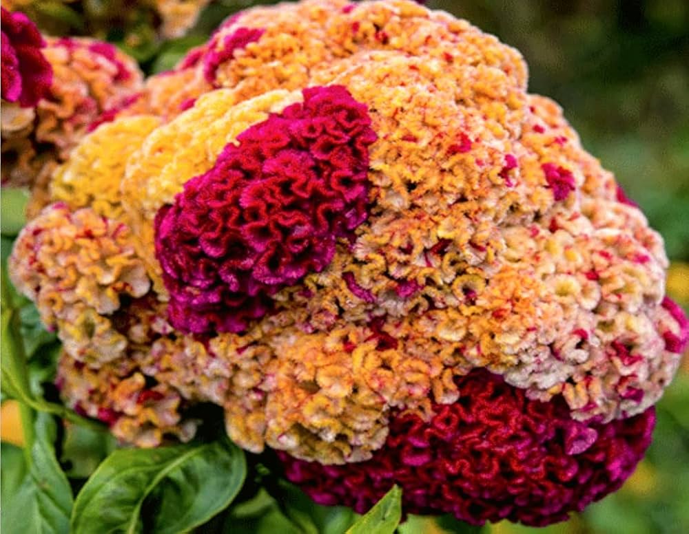 Celosia Crested Cockscomb Mixed Colors Flower - for planting in home garden
