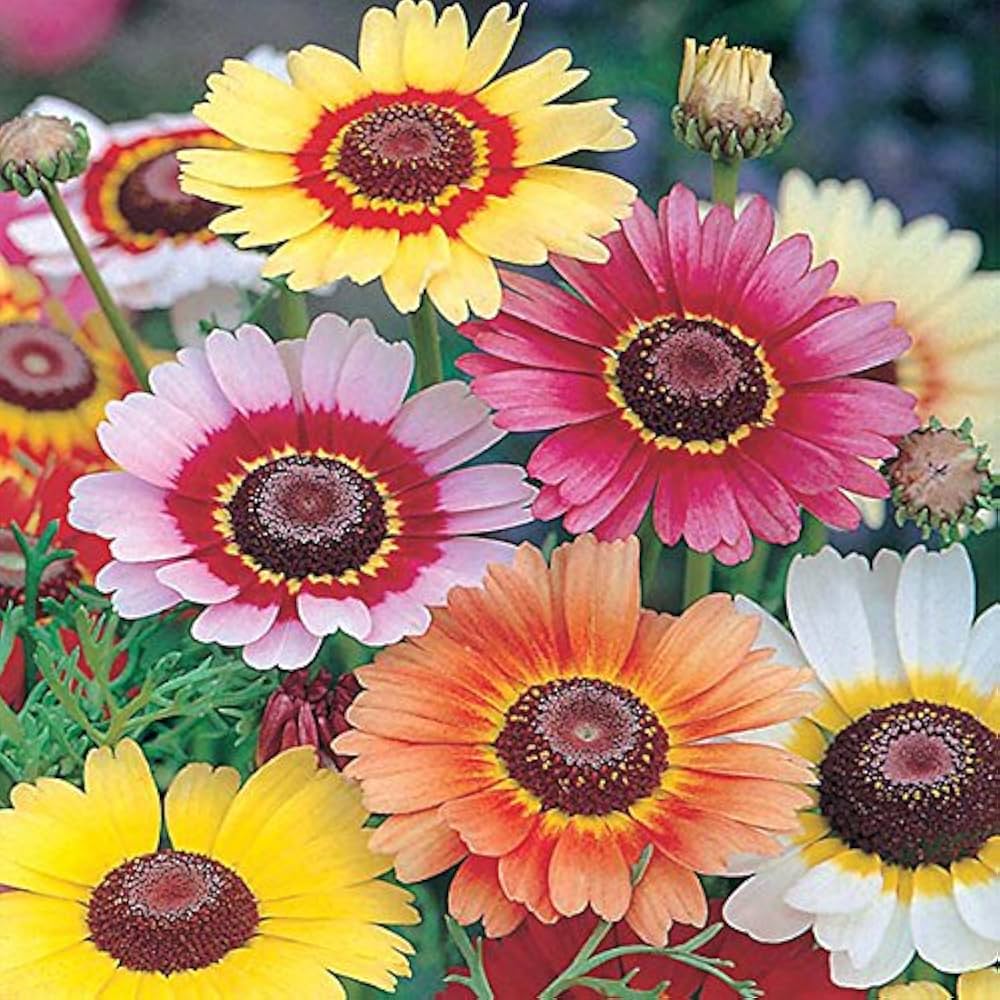 Rainbow Daisy Chrysanthemum Mixed Flower Seeds
