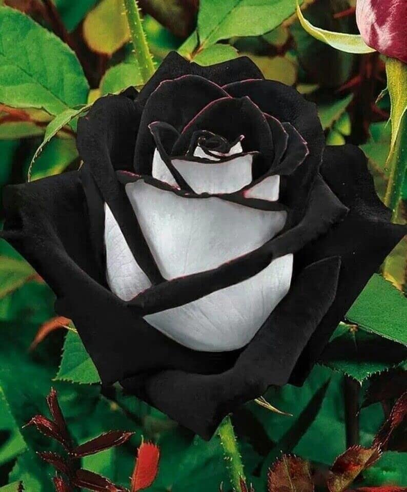 Black Rose White Edge Flower Seeds