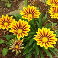 Gazania Rigens flowers grown from seeds with daisy-like blooms in bright sunset shades