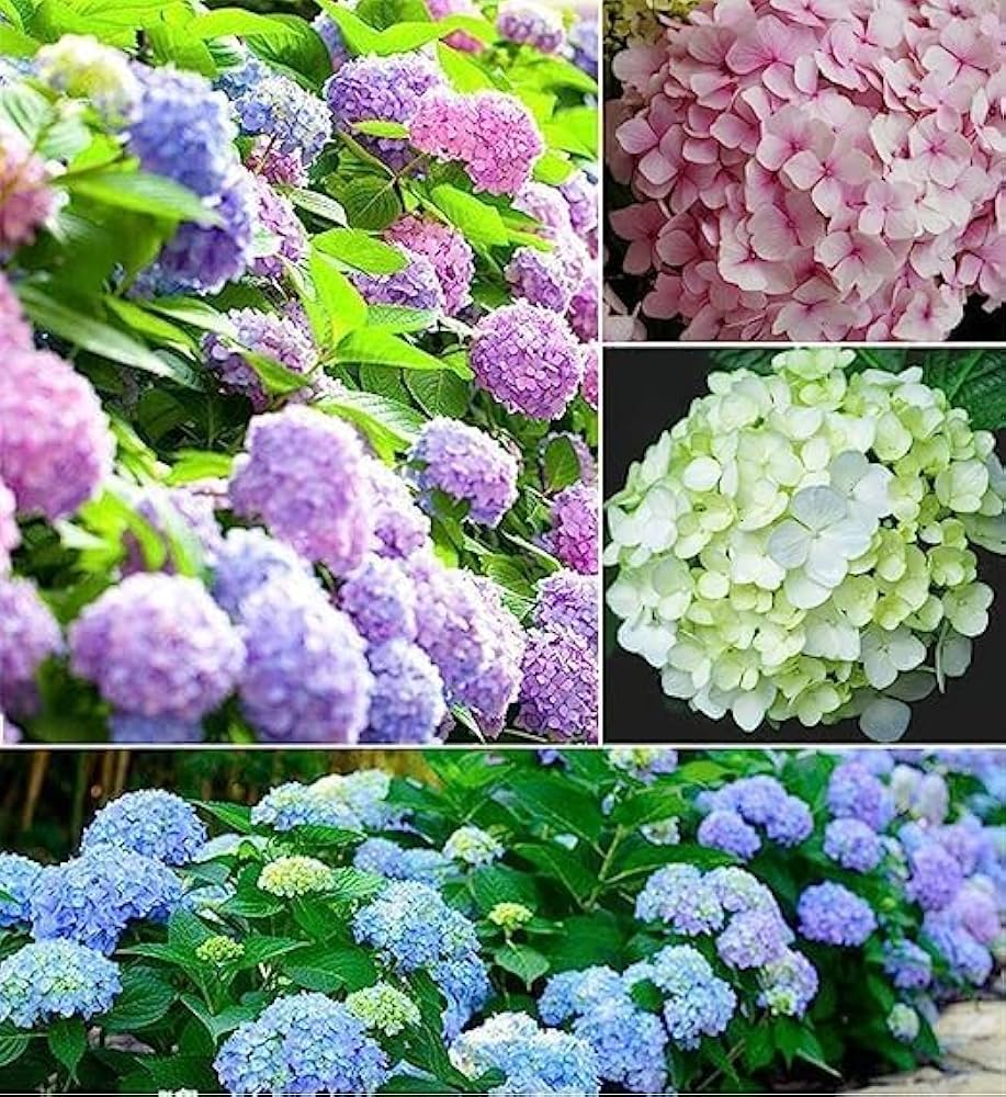 Hydrangea Mixed Colors Flower Seeds for Home Garden