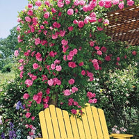 Zephirine Drouhin Rose Pink Rose Flower - for planting in home garden