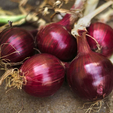 Onion Allium cepa Vegetable Seeds for Planting Red Burgundy Variety in Kitchen Garden