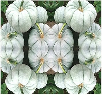 Blue Pumpkin Vegetable Seeds for Planting, heirloom & Non-GMO Seeds