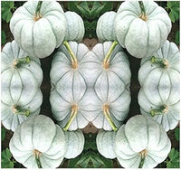 Blue Pumpkin Vegetable Seeds for Planting, heirloom & Non-GMO Seeds