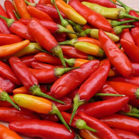 Tabasco hot pepper seeds (Capsicum frutescens) – fiery chili plants for sauces